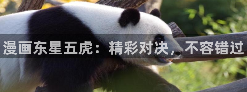 4禁漫天堂4羞羞漫画：漫画东星五虎：精彩对决，不容错过